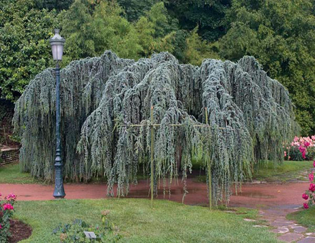 CEDR LIBAŃSKI GLAUCA PENDULA sadzonki 20-30cm 3L