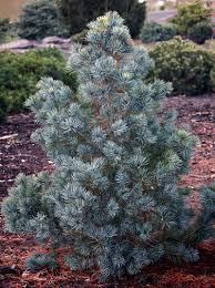 Pinus parviflora 'Blue Giant' Sosna drobnokwiatowa