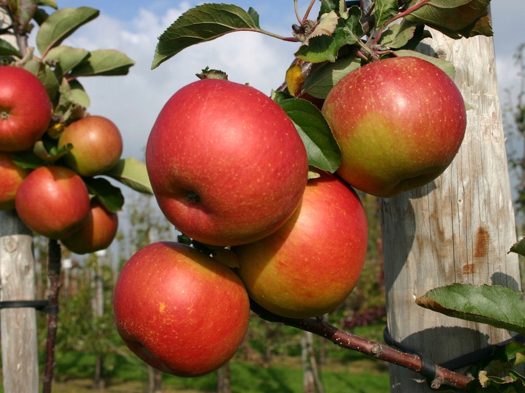 Jabłoń karłowata Genewa- gat. I