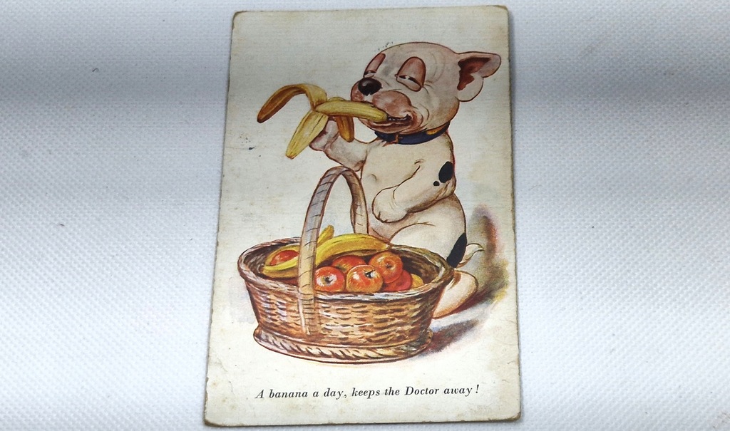 PIES PRZEDWOJENNA POCZTÓWKA