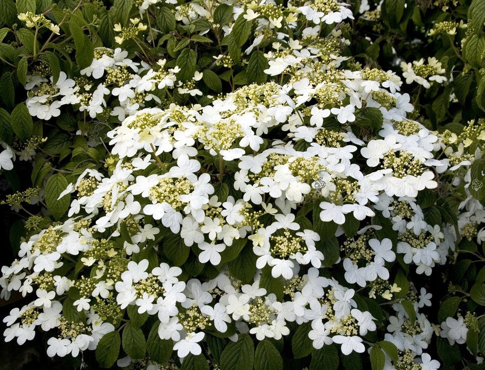 Kalina japońska Summer Snowflake Krzew Kwiaty PKALINA JAPOŃSKA SUMMER SNOWF