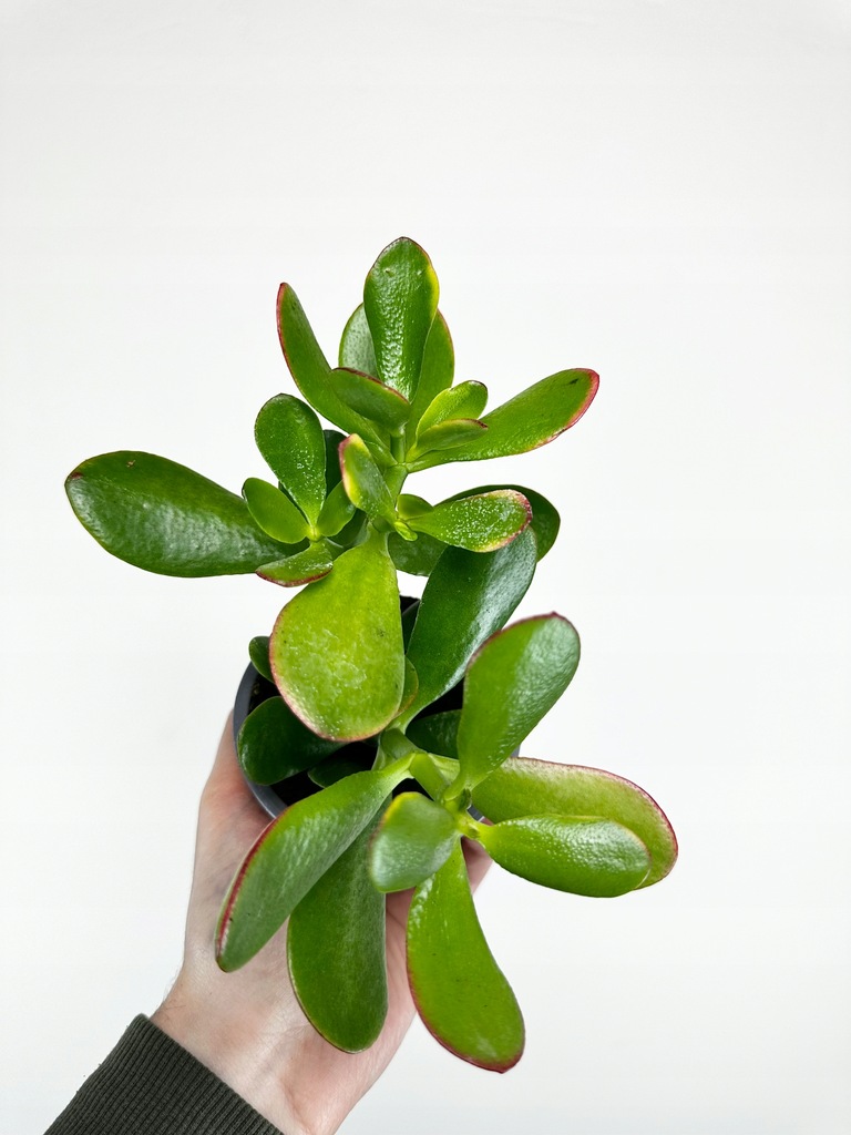 CRASSULA OVATA Grubosz Drzewko Szczęścia