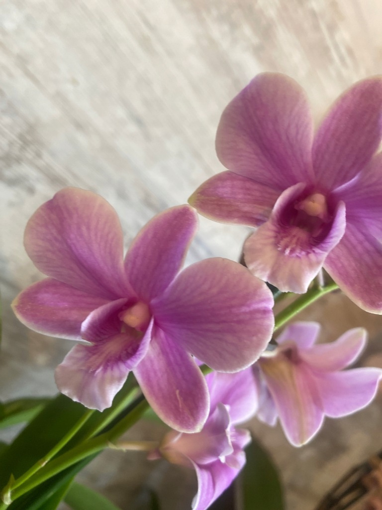 Dendrobium 50cm przekwitnięte stan jak na zdjęciu