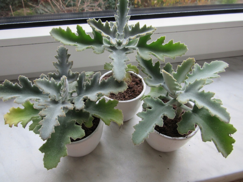 Kalanchoe Beharensis Oficjalne Archiwum Allegro