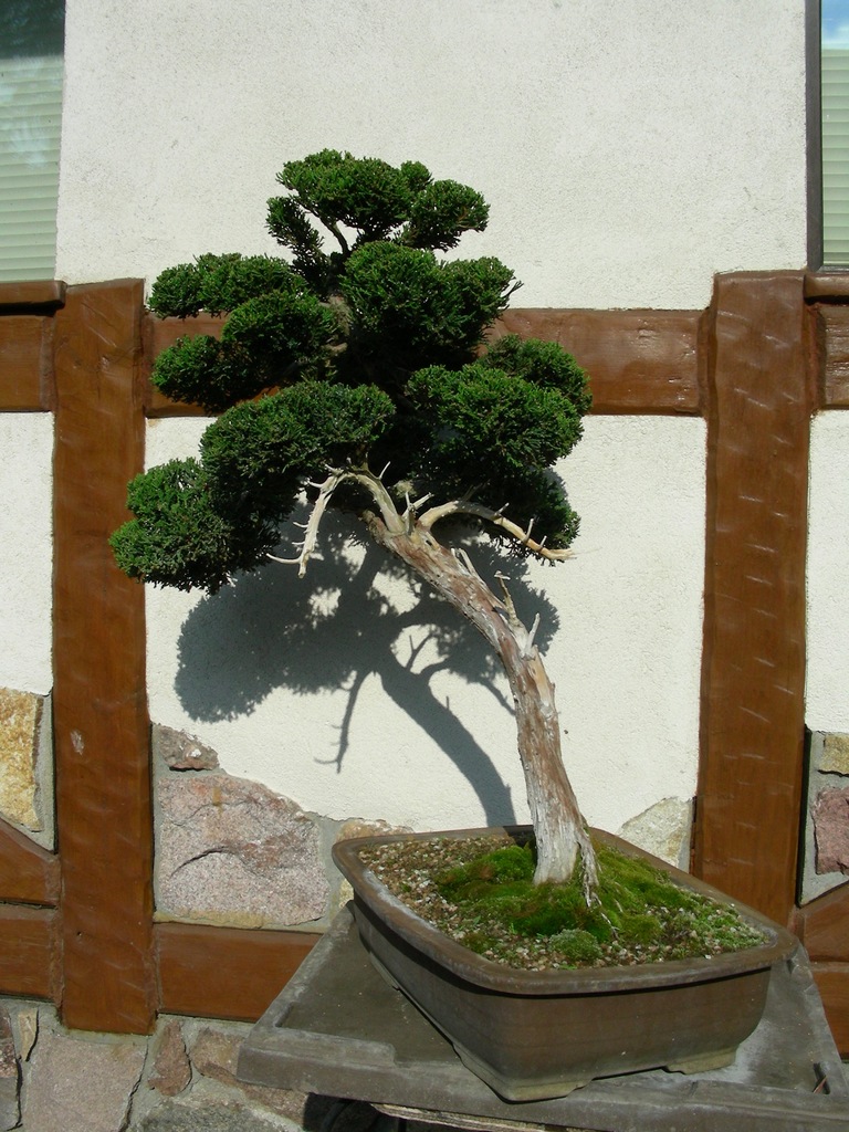 Bonsai w doniczce Jałowiec sabiński