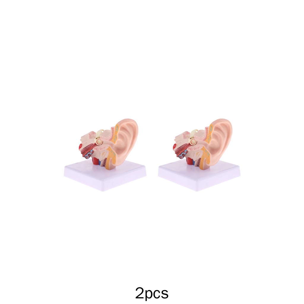 2x 1 powiększony model ludzkiego ucha z podstawą
