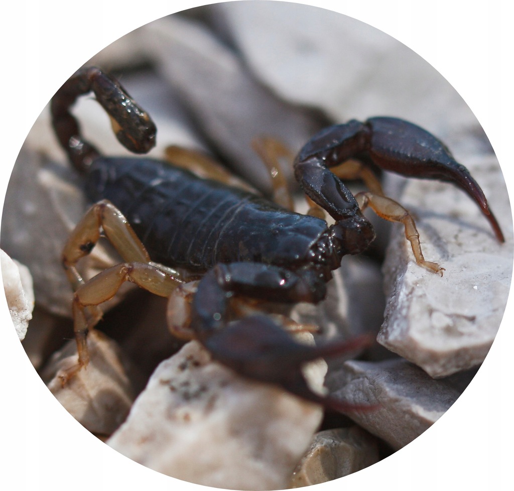 Euscorpius italicus (SpidersForge)