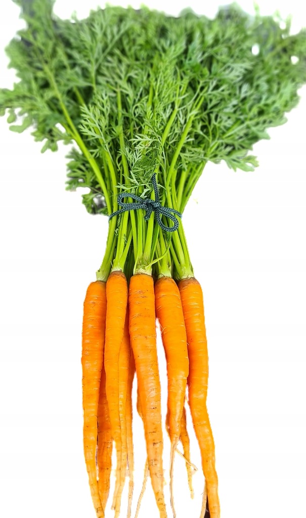 Marchew pęczek 10 sztuk świeżo kopana prosto z pola