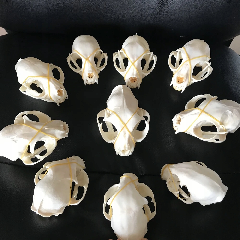 1-10 sztuk prawdziwe zwierzęca czaszka okaz kolekc