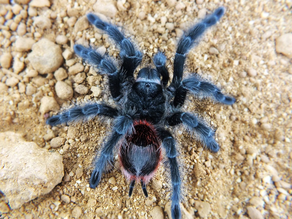 Grammostola acteaon (SpidersForge)
