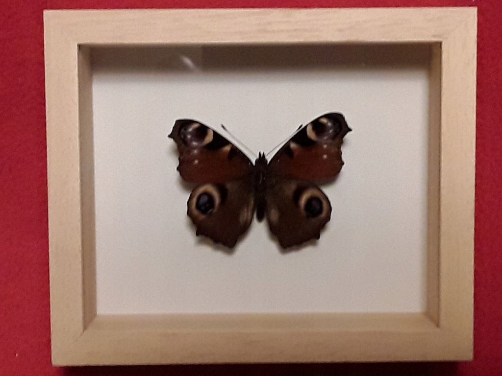 Motyl w ramce 12 x 10 cm. Aglais io - 55 mm .