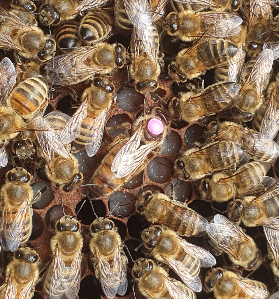 Matki Pszczele Carnica Hinderhofer przezimowane unasiennione