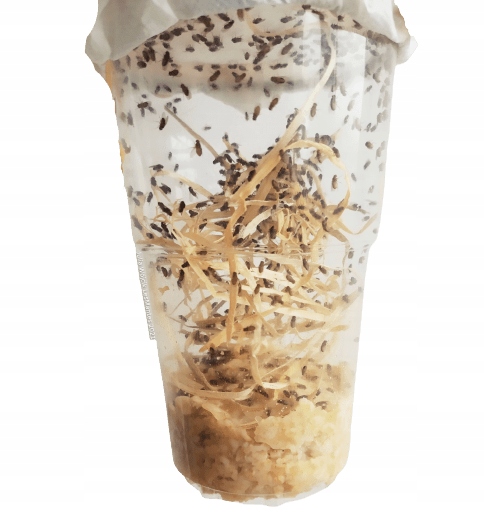 Muszki owocówki Drosophila HYDEI NIELOTY -hodowla-