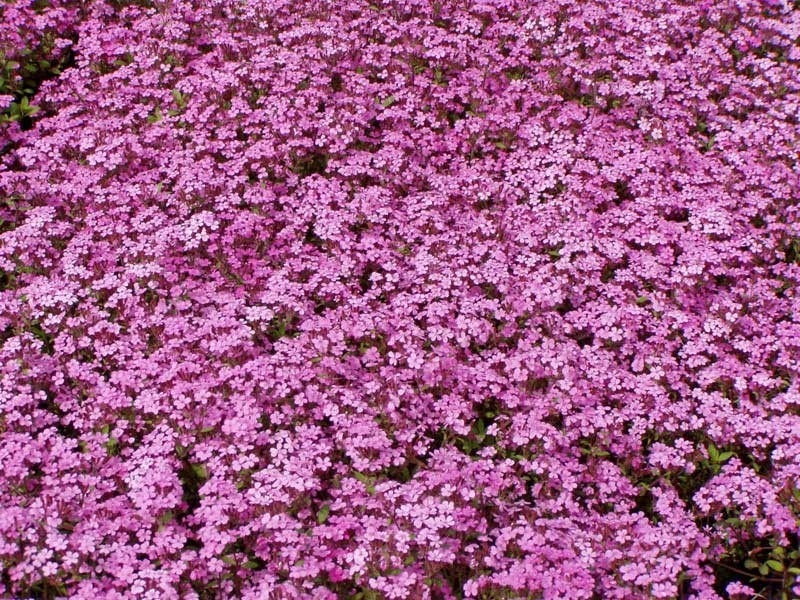 silene schafta Splendens