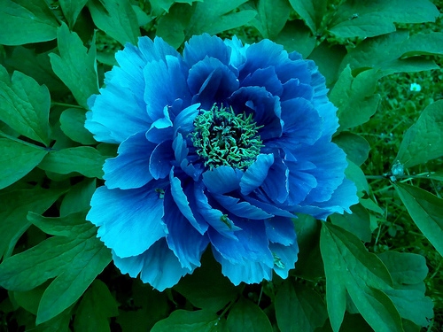 GK PIWONIA DRZEWIASTA 10-20 CM. KRZEWY24