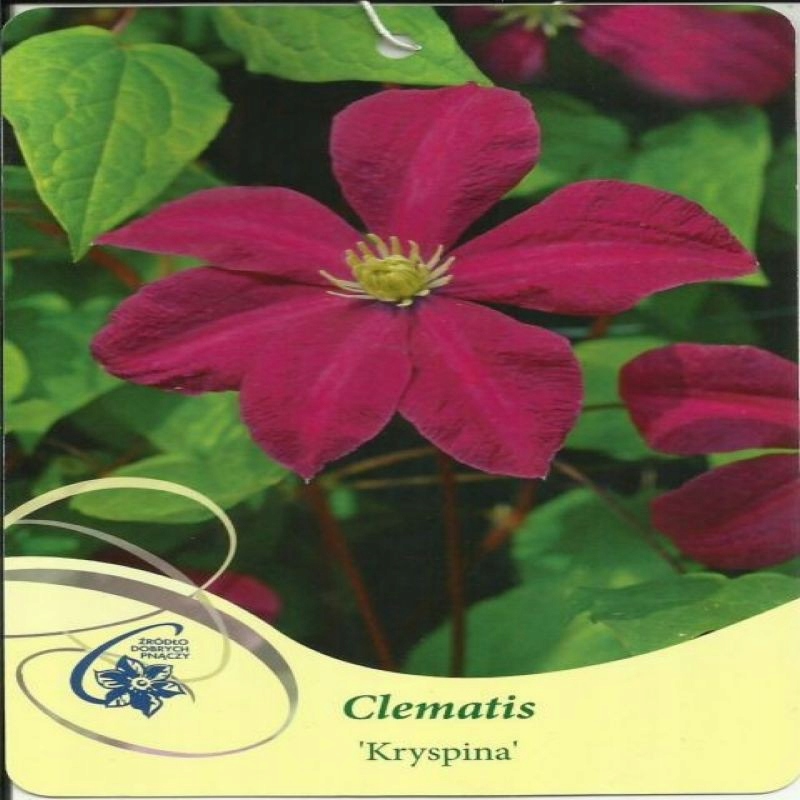 Clematis KRYSPINA Powojnik wielkokwiatowy