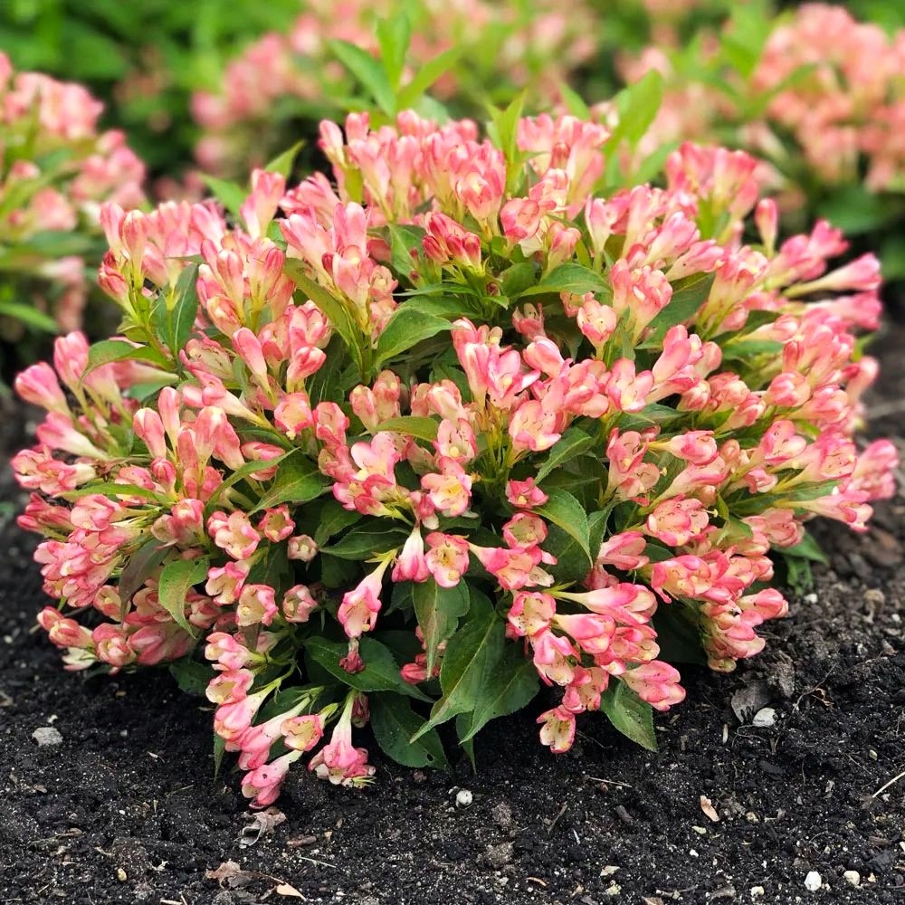 Krzewuszka ALL SUMMER PEACH 'Slingpink' PBR (Weigela florida)