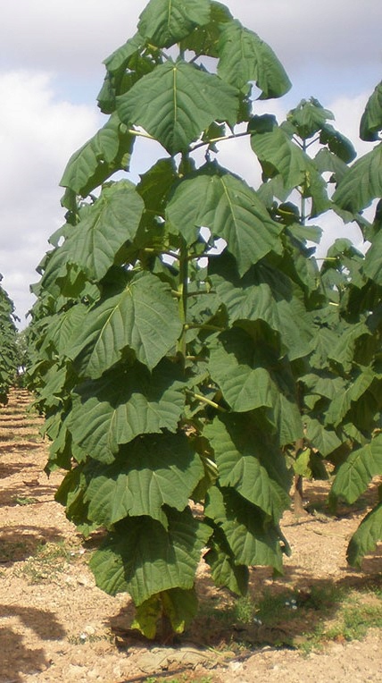 Drzewo tlenowe Paulownia ShanTong już zdrewniała + Gratis