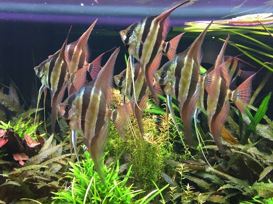 Pterophyllum Altum Orinoco TARNÓW