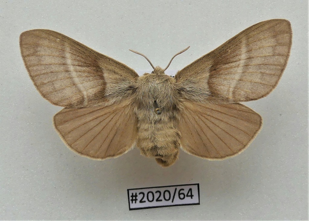 Motyl Macrothylacia rubi 63mm samica .