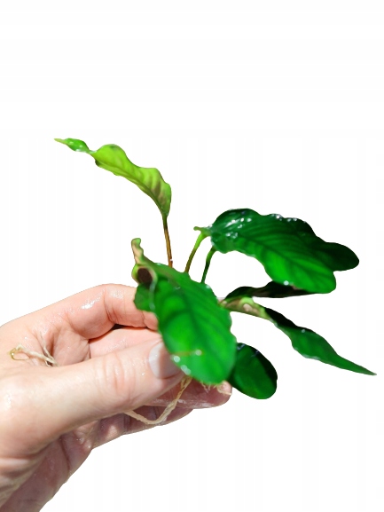 ANUBIAS Coffeefolia - ładne sadzonki