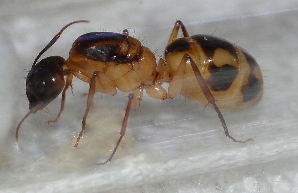 Mrówki Camponotus maculatus Q 2020