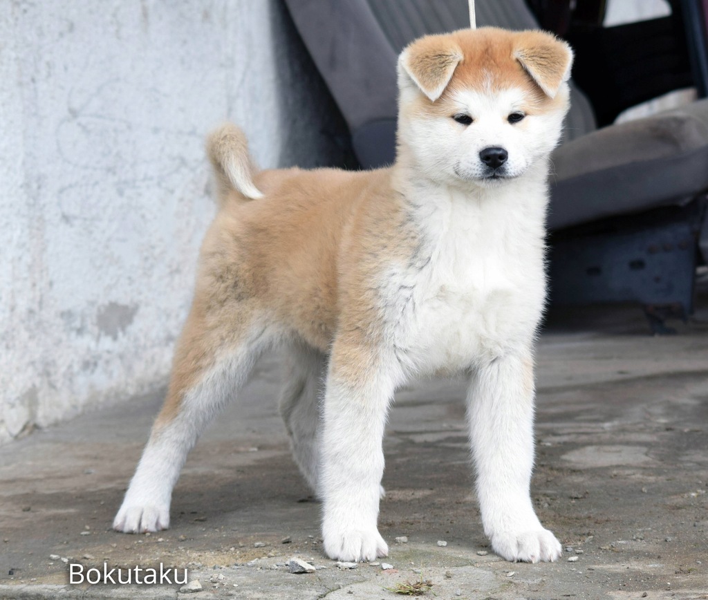 Szczeniaki Akita Inu Rodowod Fci Zkwp 7909075466 Oficjalne Archiwum Allegro