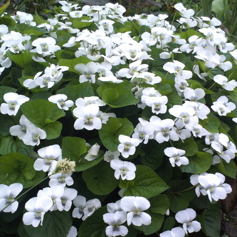 Śnieżnobiały Fiołek 'ALBIFLORA' Bylina do cienia!