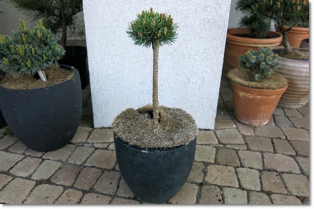 Pinus mugo 'Winzig'