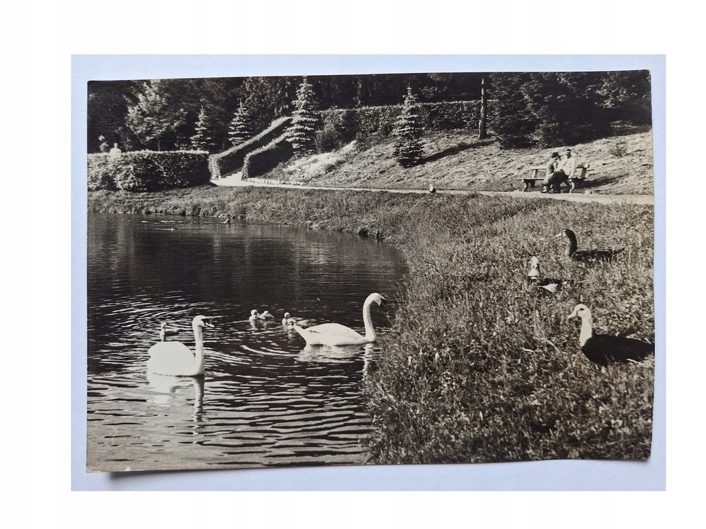 ZAMOŚĆ - PARK,ŁABĘDZIE