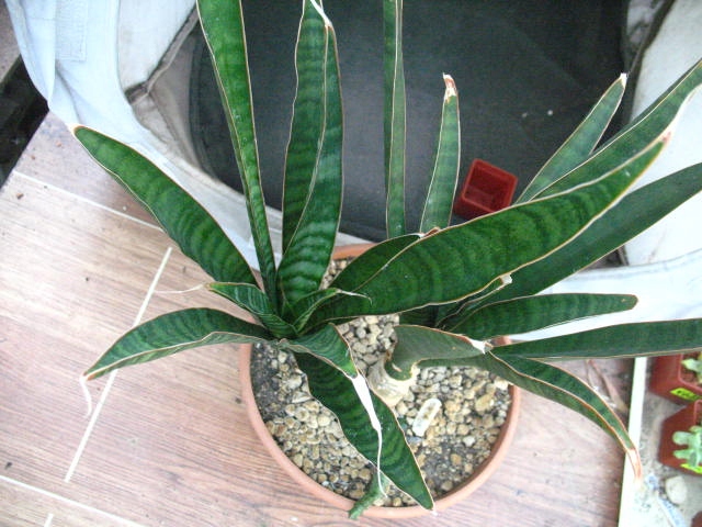 Sansevieria aethiopica sadzonka 64 do18cm PP0220P