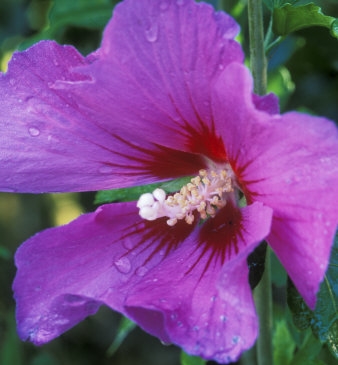 L48 Ketmia 'Russian Violet' (Hibiscus syriacus)