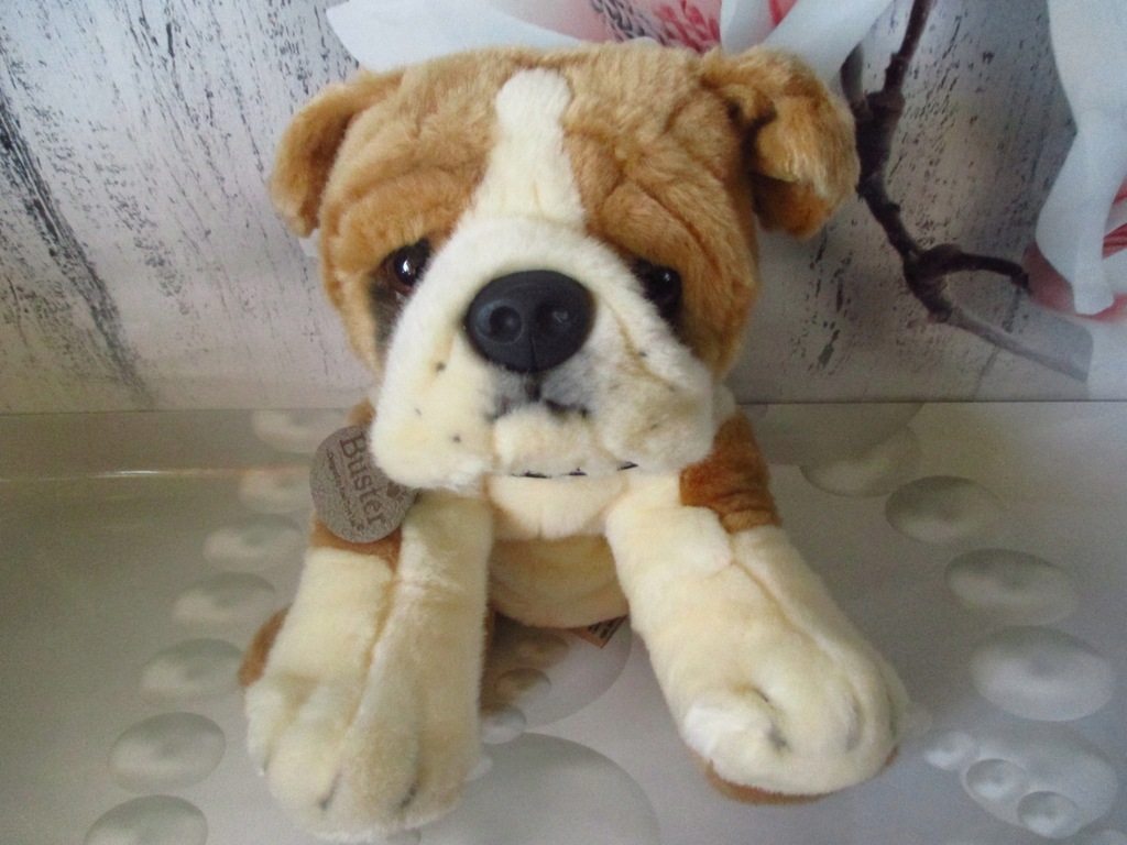 Keel Toys Buster Slodki Buldozek Z Obroza Z Uk Oficjalne Archiwum Allegro