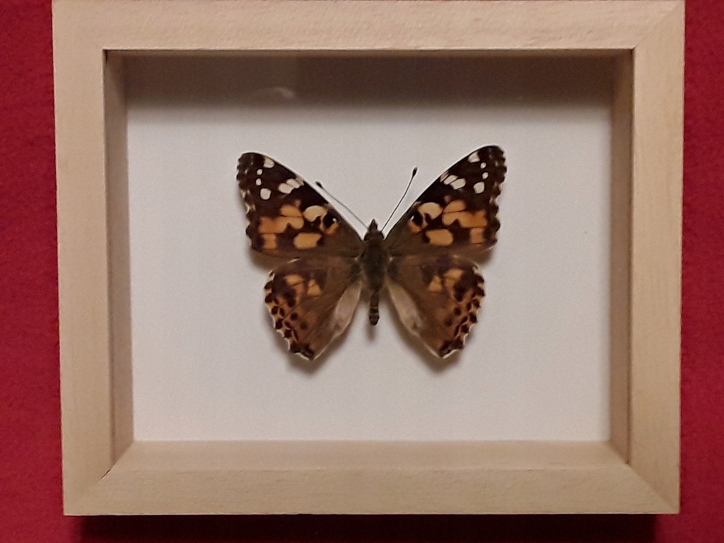 Motyl w ramce 12 x 10 cm. Vanessa cardui 55 mm