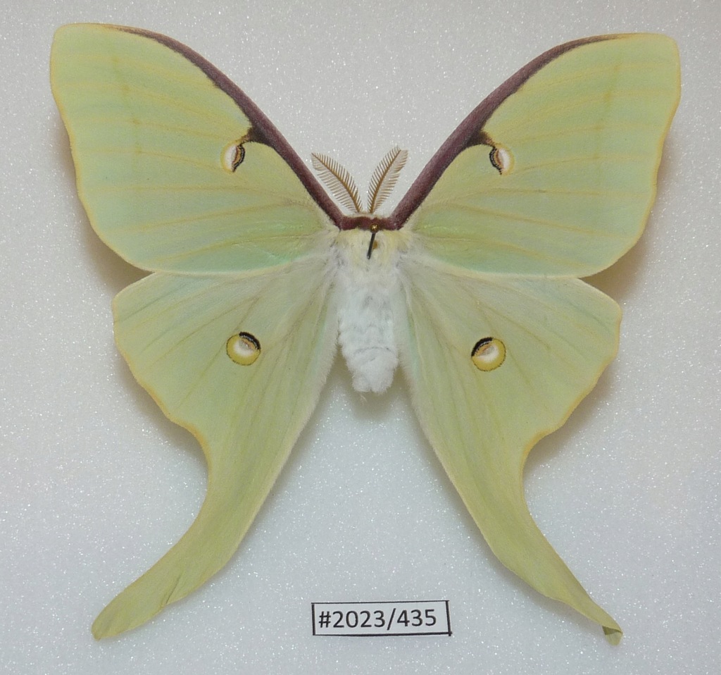 Motyl Actias luna samiec 93mm.