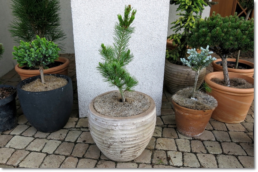 Pinus parviflora Ara kawa - Rarytas !!!
