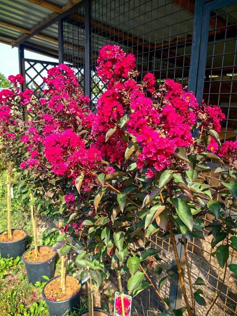 Lagerstroemia indica - DOUBLE DYNAMITE - duża sadzonka szczepiona na pniu