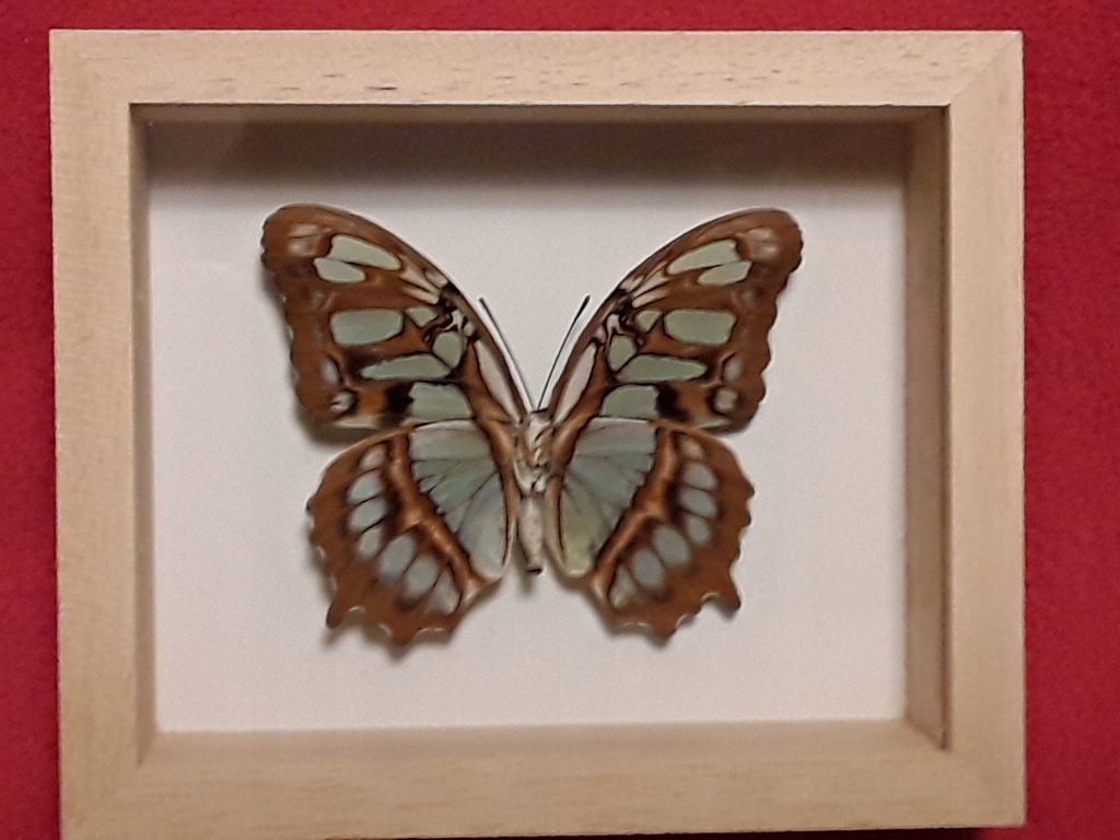 Motyl w ramce 12 x 10 cm. Siproeta stelenes 70 mm