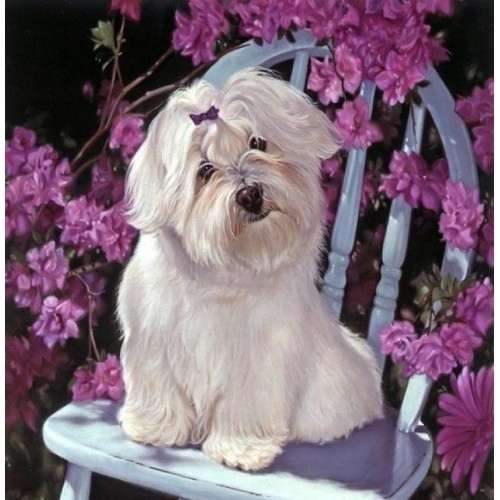 Malowanie po numerach Piesek Maltańczyk 40 x 50 c