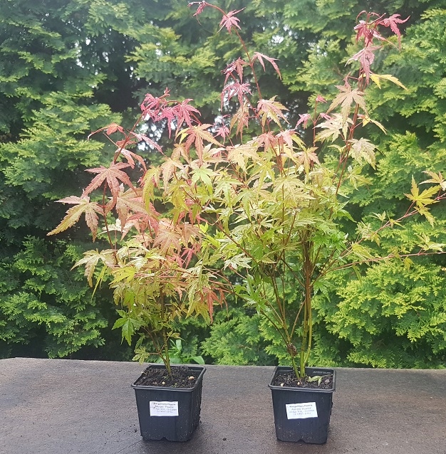 Купить Клен горшечный Phoenix Acer Palmatum Cameleon: отзывы, фото, характеристики в интерне-магазине Aredi.ru