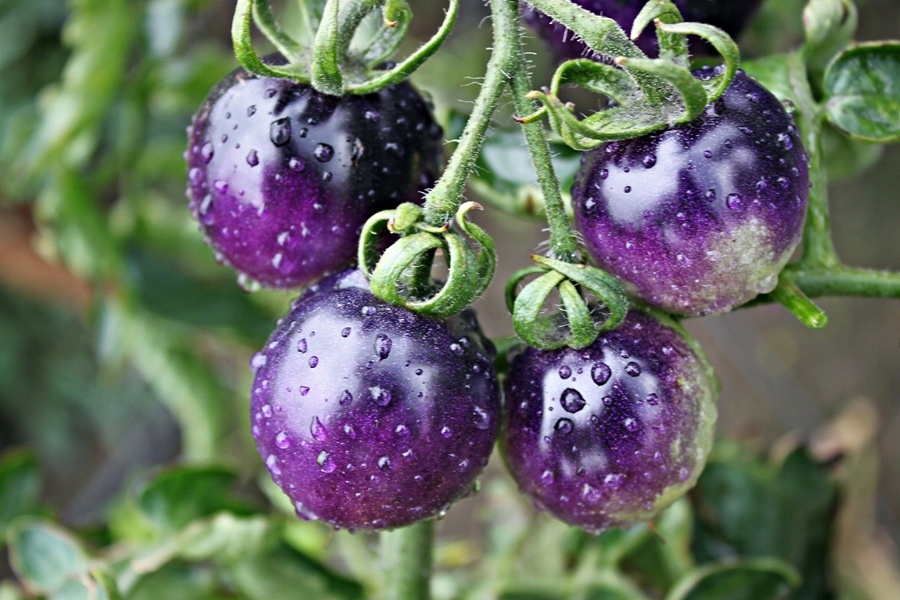 INDIGO ROSE-NIEBIESKI POMIDOR-ANTOCYJANY,20 nasion