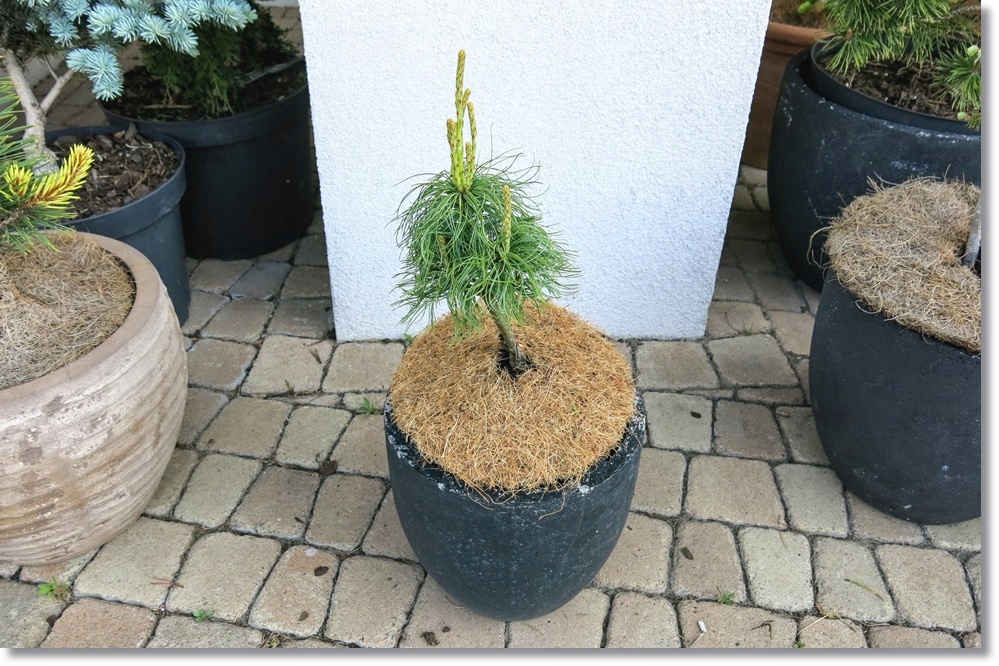 Pinus strobus Jim's Curly Chest Hair Nowość !!! 12151394918 oficjalne archiwum Allegro