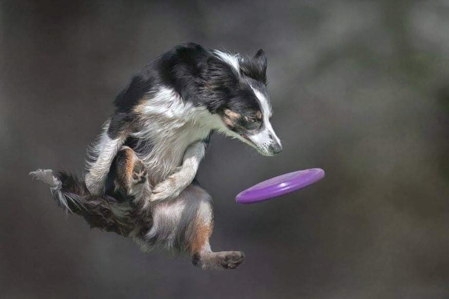 Fotografia psa sportowego autorstwa Tomasza Mońko