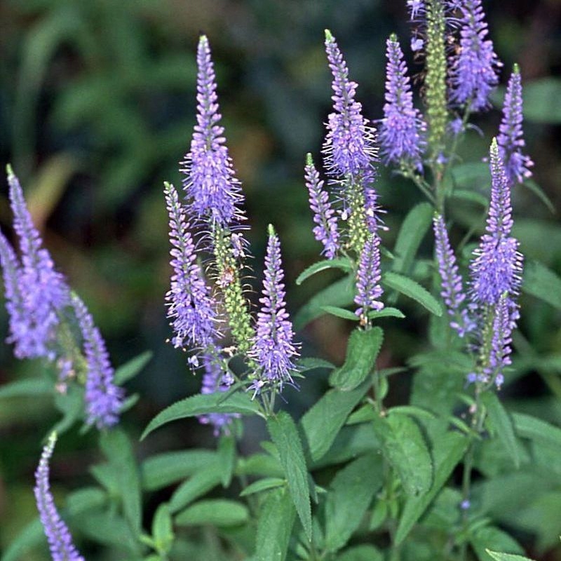 Przetacznik długolistny (veronica longifolia)
