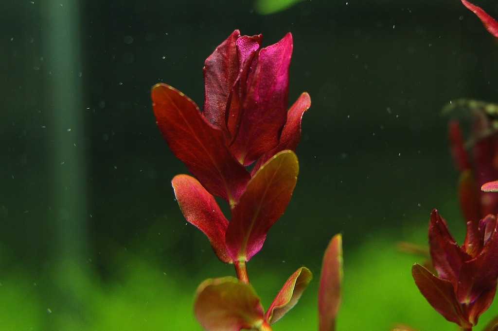 Купить Аквариумные растения Rotala MINI BUTTERFLY, РЕДКИЕ: отзывы, фото, характеристики в интерне-магазине Aredi.ru