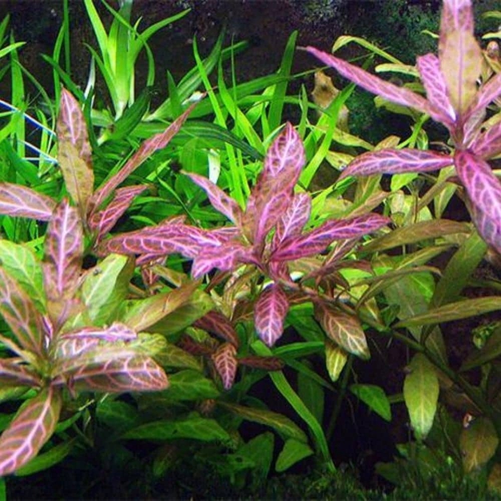 Hygrophila SUNSET Rosanervig - kolorowa nadwódka