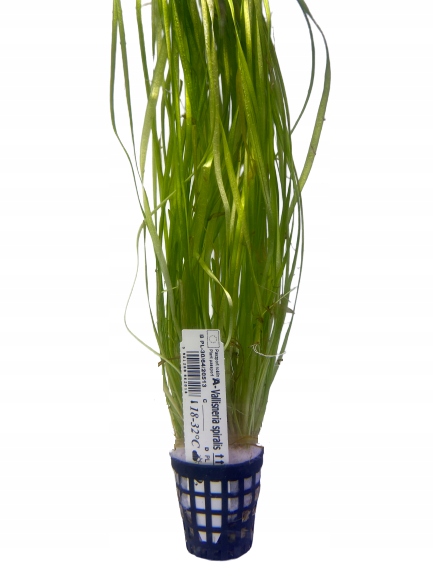 Купить Валлиснерия спиральная, без CO2, растения для аквариума: отзывы ...