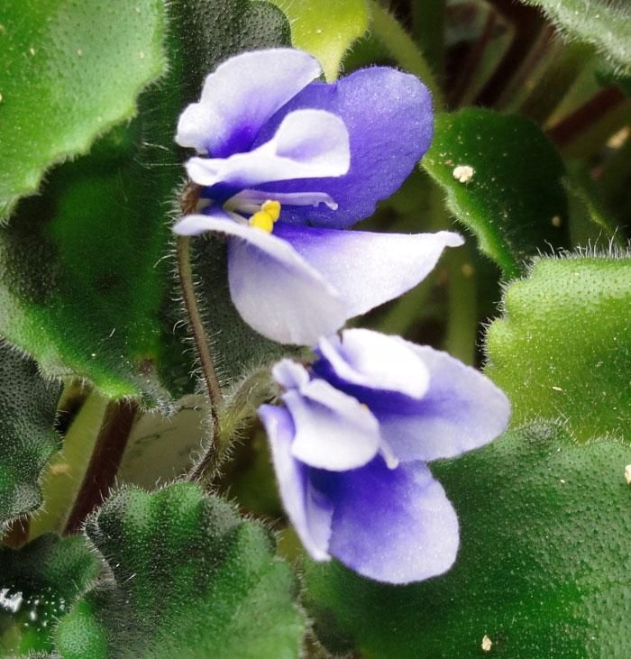 Wizards Vita Merlini fiołek afrykański sadzonka 14434628509