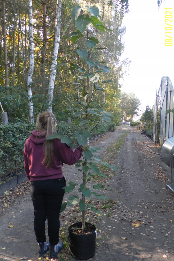 DAWIDIA CHIŃSKA CHUSTECZKOWE DRZEWO 2 metry