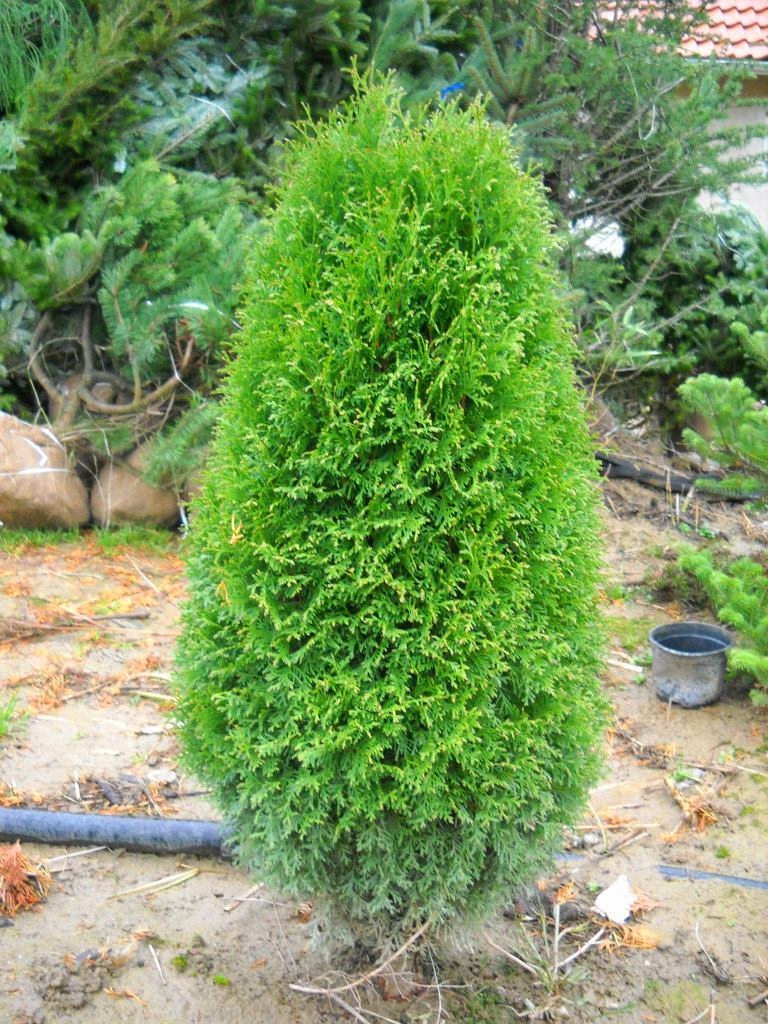 Купить Туя туя GREEN EGG LUICY GREEN В ГОРШКЕ: отзывы, фото и ...